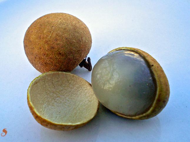 Dimocarpus longan